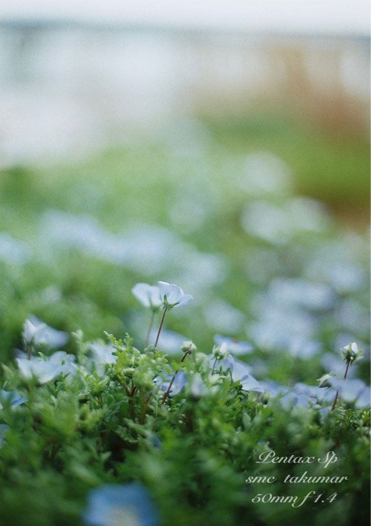 ★完動品＊美品★pentax sp★smc f1.4★初期保証＊作例必見