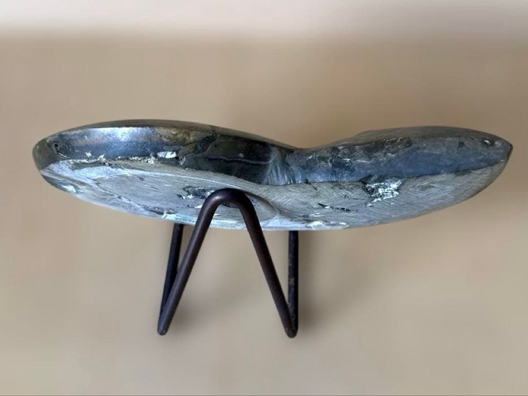 ゴニオクリメニアの化石 アンモナイト モロッコ産 化石 デボン紀 大きめサイズ