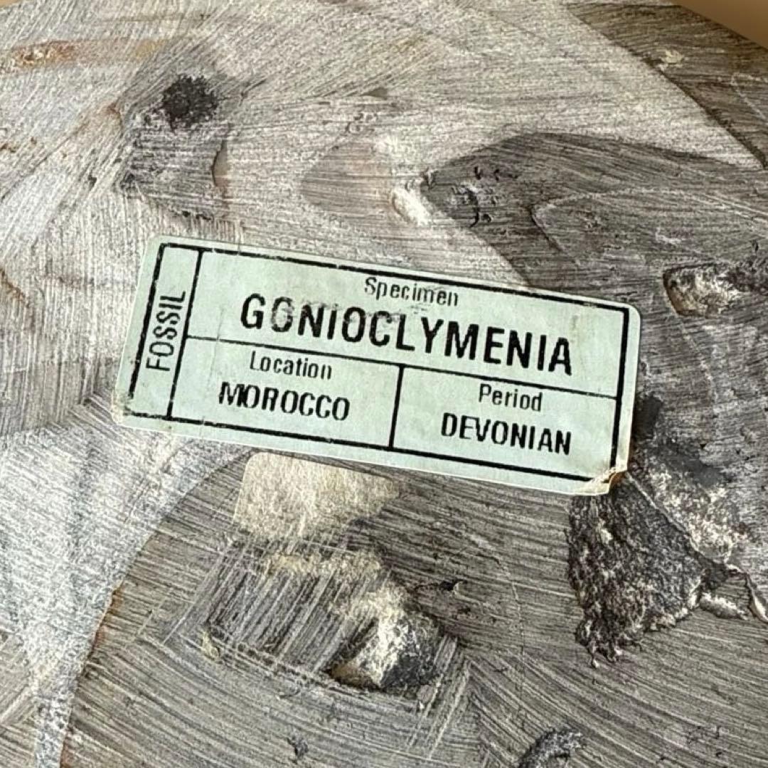 ゴニオクリメニアの化石 アンモナイト モロッコ産 化石 デボン紀 大きめサイズ