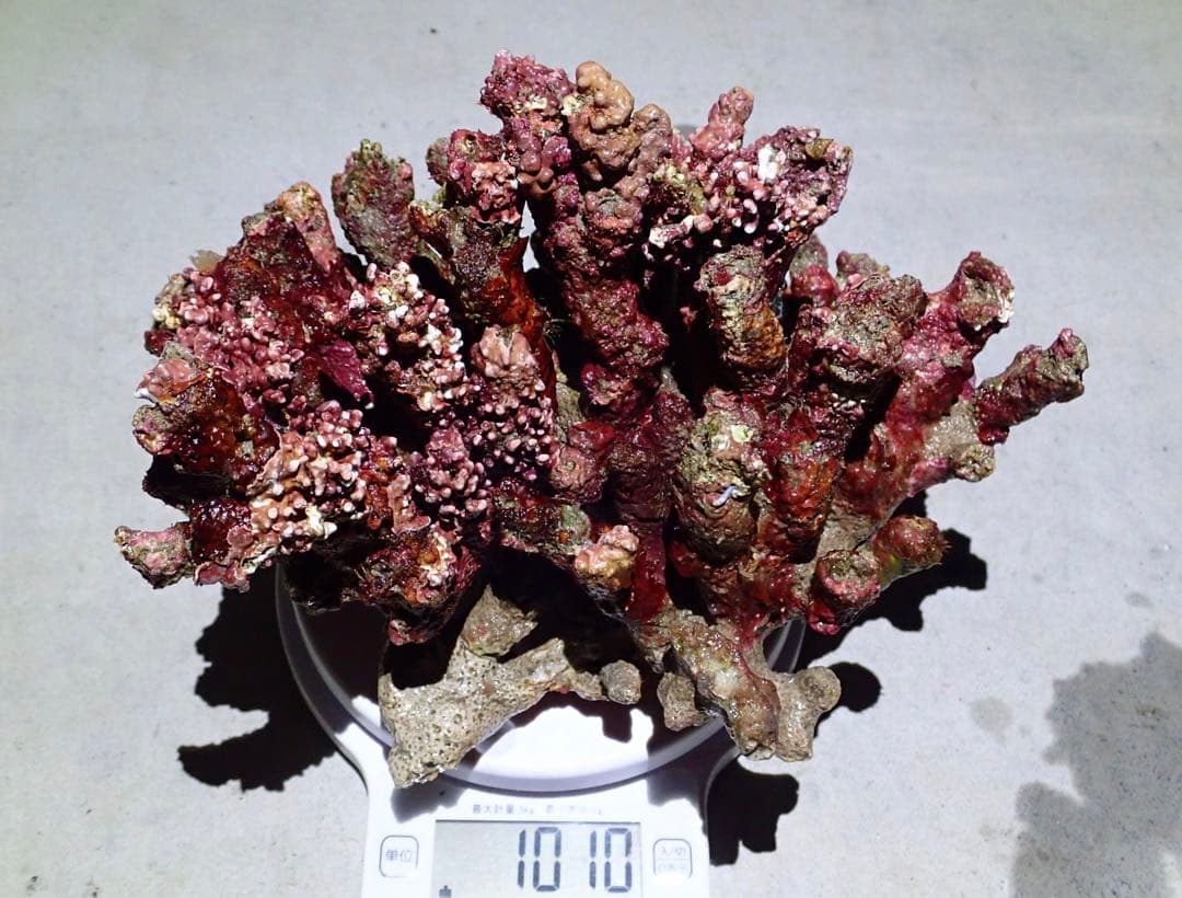 ライブロック　約5.0kg