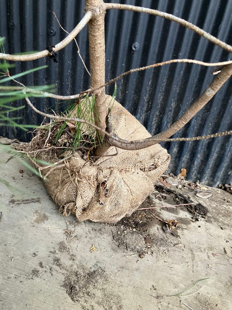 山採り　アカマツ