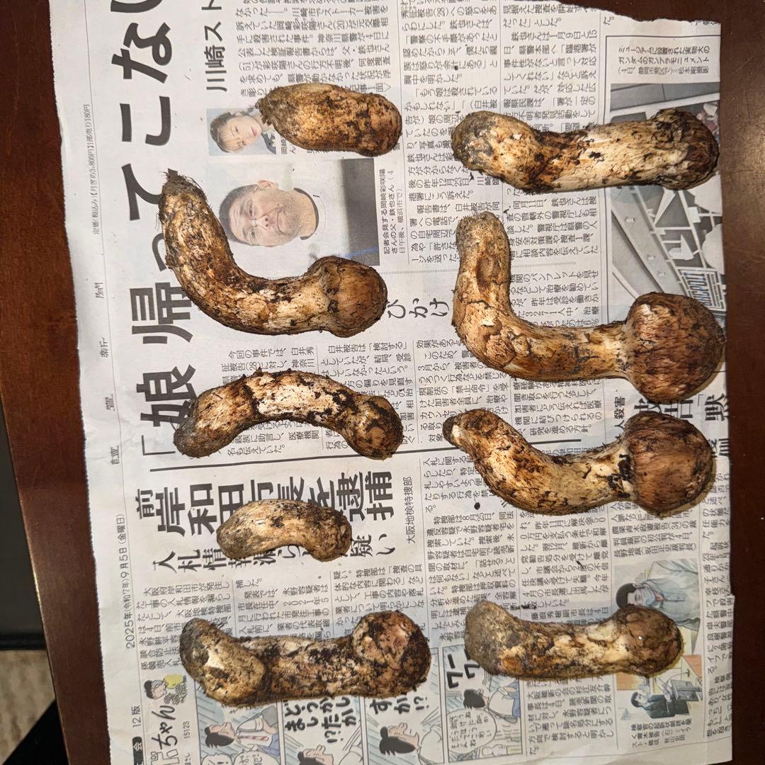 長野県産松茸