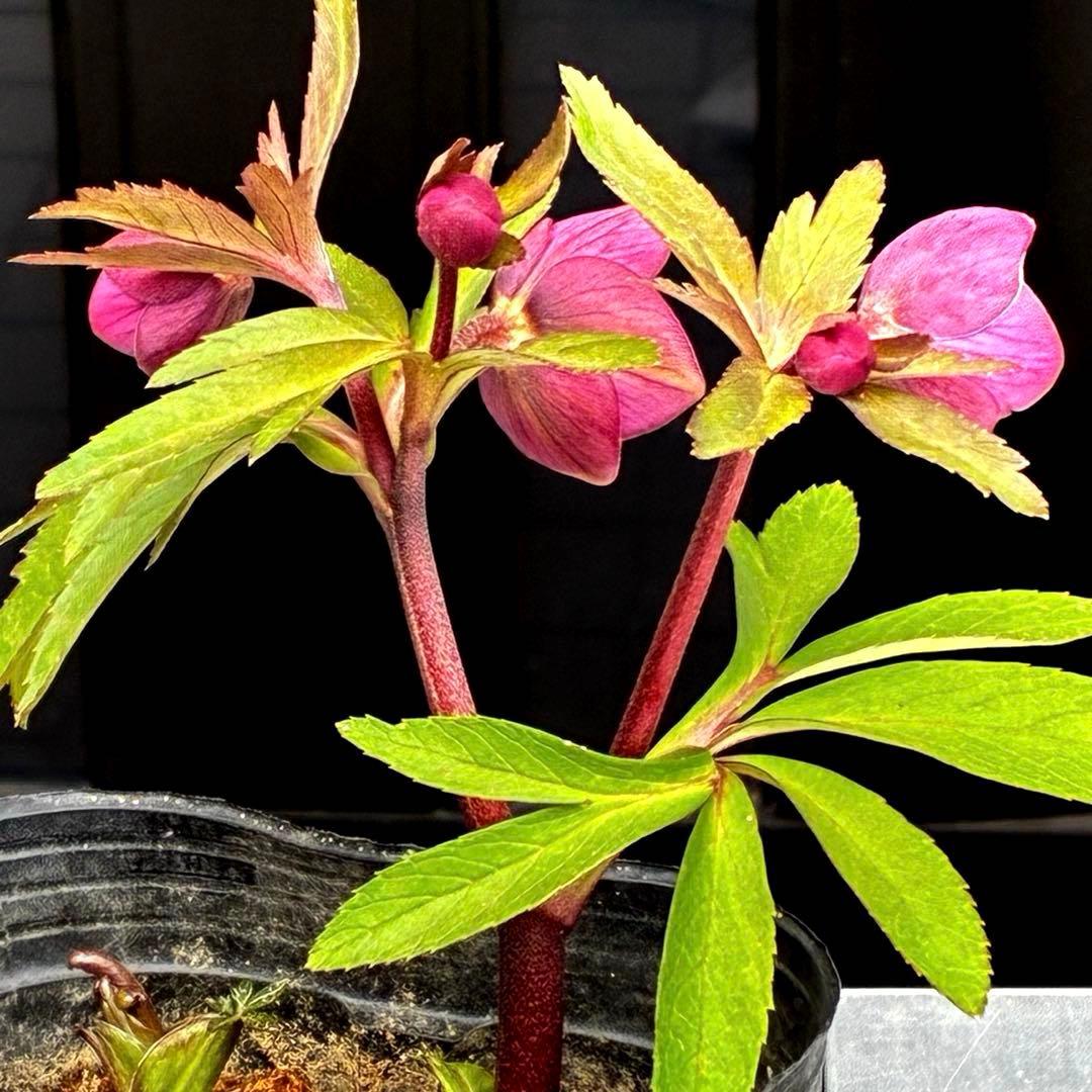 ま*ん様 93☘️蕾花タグ付☘️極上⭐️ベビードール⭐️超小輪コンパクト⭐️大人