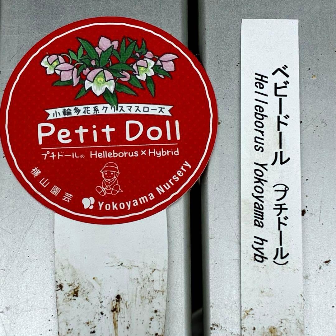 ま*ん様 93☘️蕾花タグ付☘️極上⭐️ベビードール⭐️超小輪コンパクト⭐️大人