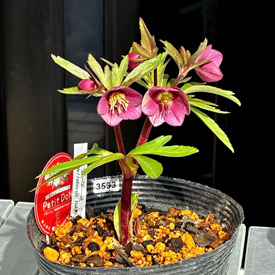 ま*ん様 93☘️蕾花タグ付☘️極上⭐️ベビードール⭐️超小輪コンパクト⭐️大人