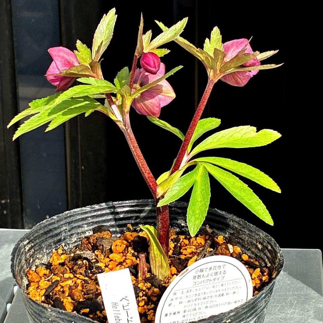 ま*ん様 93☘️蕾花タグ付☘️極上⭐️ベビードール⭐️超小輪コンパクト⭐️大人