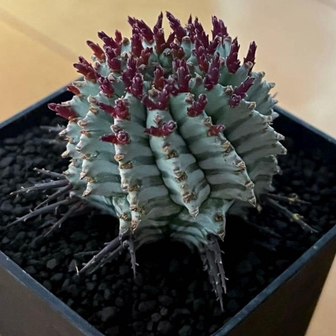 ま*ゃ様 ユーフォルビアホリダ 宇田ゼブラホリダ 純血統 特級ゼブラ斑 大サイズ