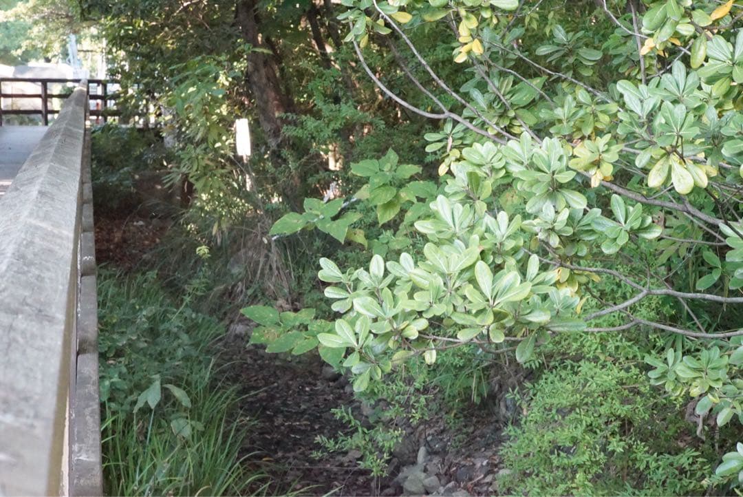 【希少】1969年製　jupiter9 85㎜f2 ★ライカMマウント