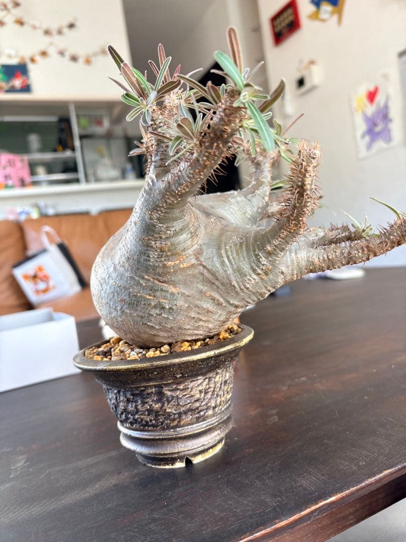 パキポディウムグラキリス　現地株　中型 塊根植物