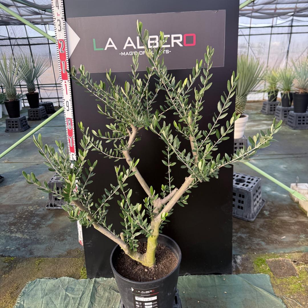 T*a様 【AL1167】オリーブの木　ルッカ　古木