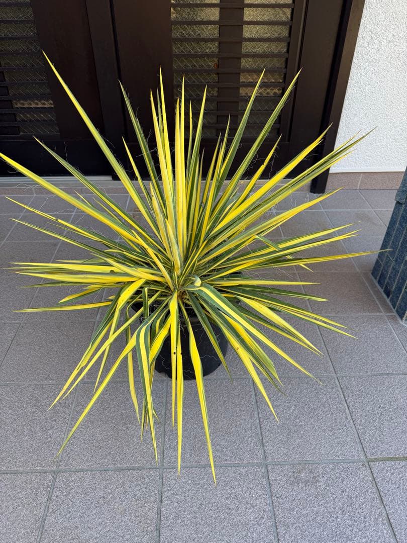 ユッカ　イトラン　カラガード　鉢に2株有り　鉢ごと発送