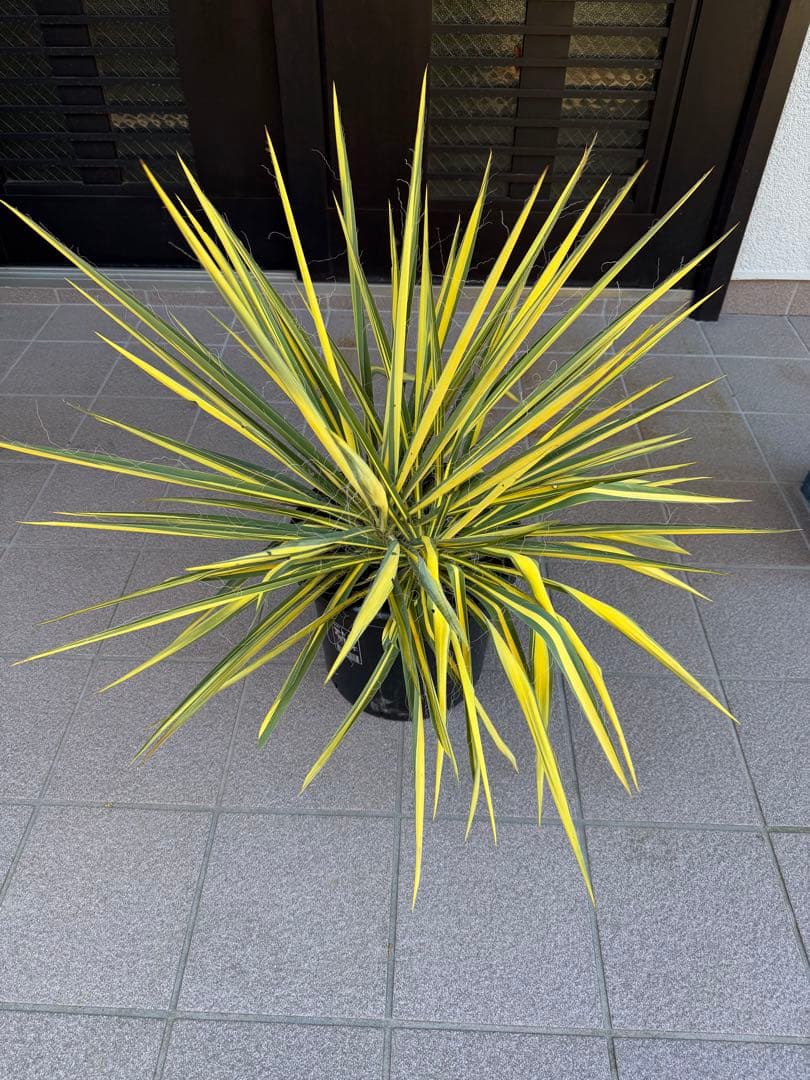 ユッカ　イトラン　カラガード　鉢に2株有り　鉢ごと発送