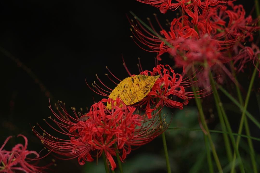 作例付き　SMC PENTAX67 200mm F4 管mpr