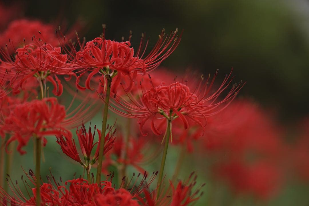 作例付き　SMC PENTAX67 200mm F4 管mpr