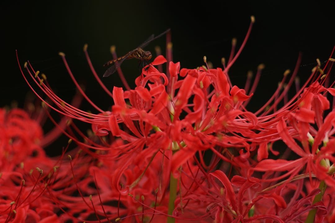 作例付き　SMC PENTAX67 200mm F4 管mpr