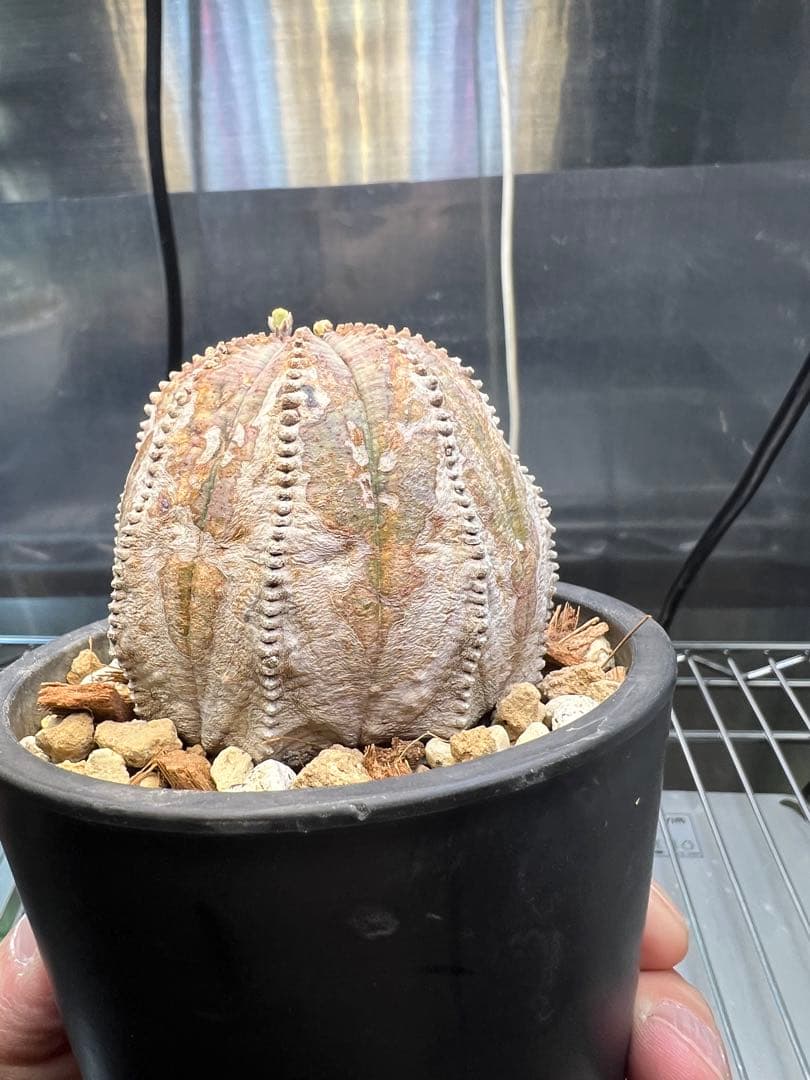 ユーフォルビア オベサ オールド 木質化