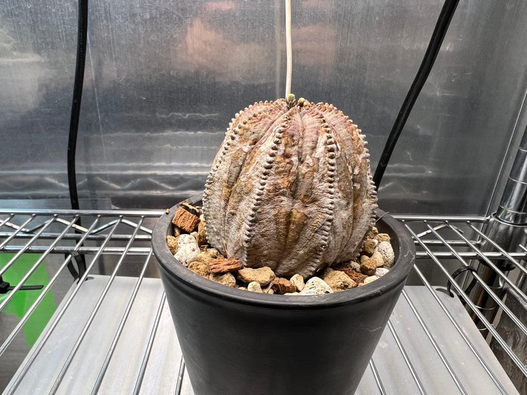 ユーフォルビア オベサ オールド 木質化