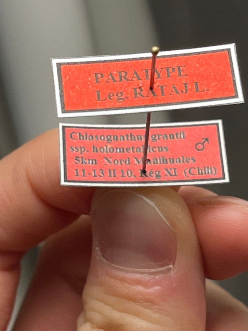 【PARATYPE】ホロメタリクスチリクワガタ 56mm シワバネクワガタ標本