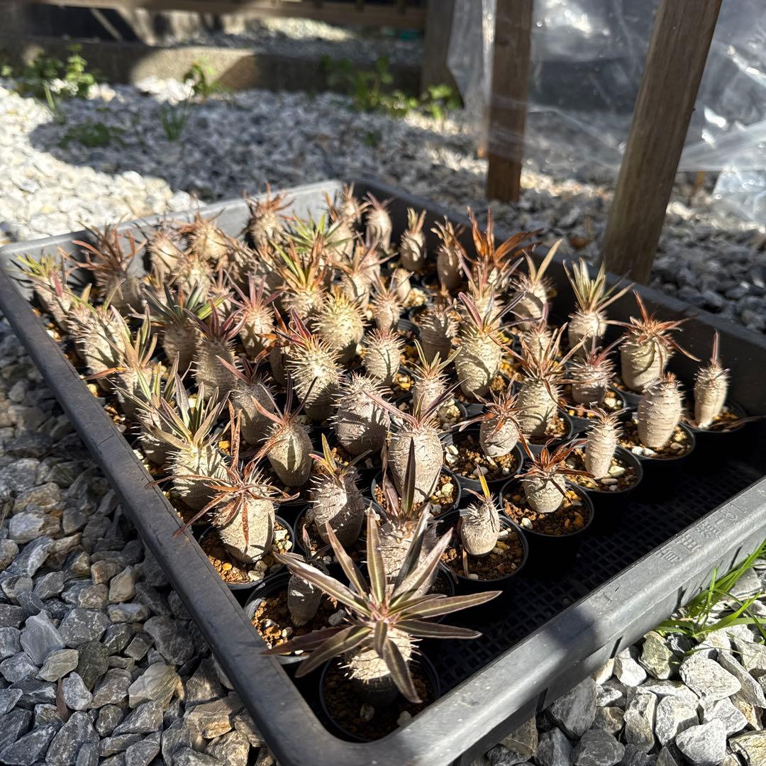 パキポディウムグラキリス