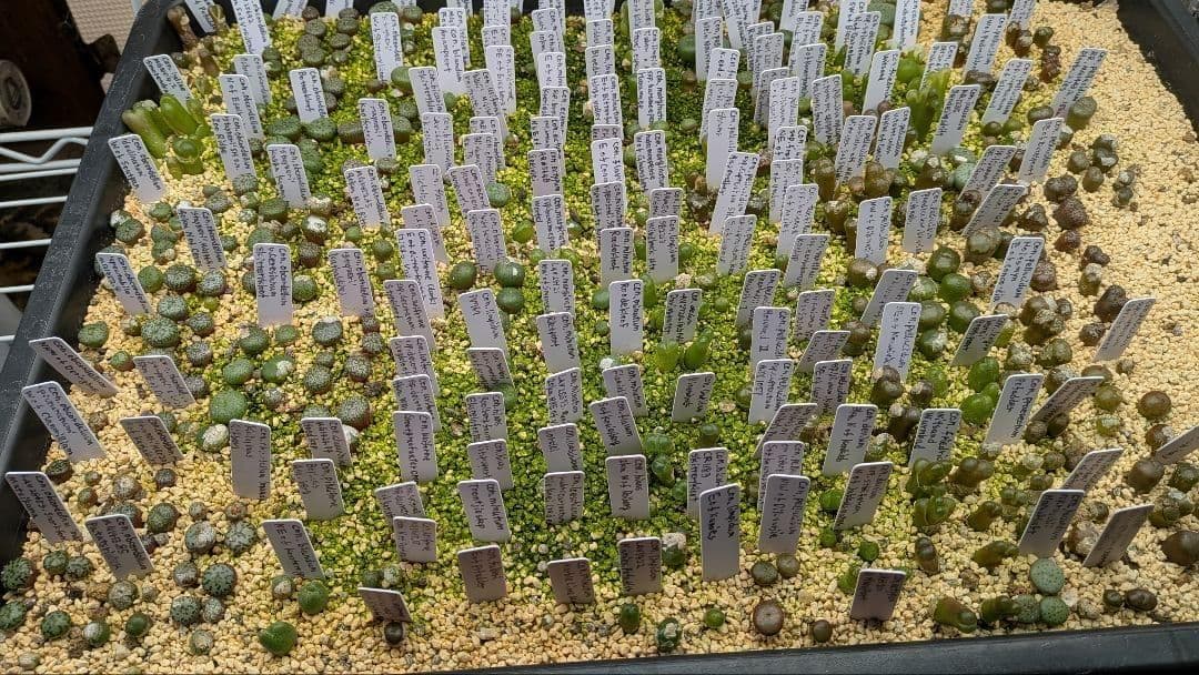 2024輸入）コノフィツム種子フルセット 合計6000粒以上