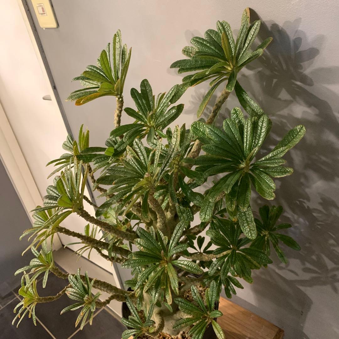 ドルステニア ギガス