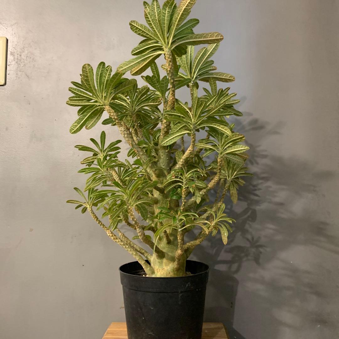 ドルステニア ギガス