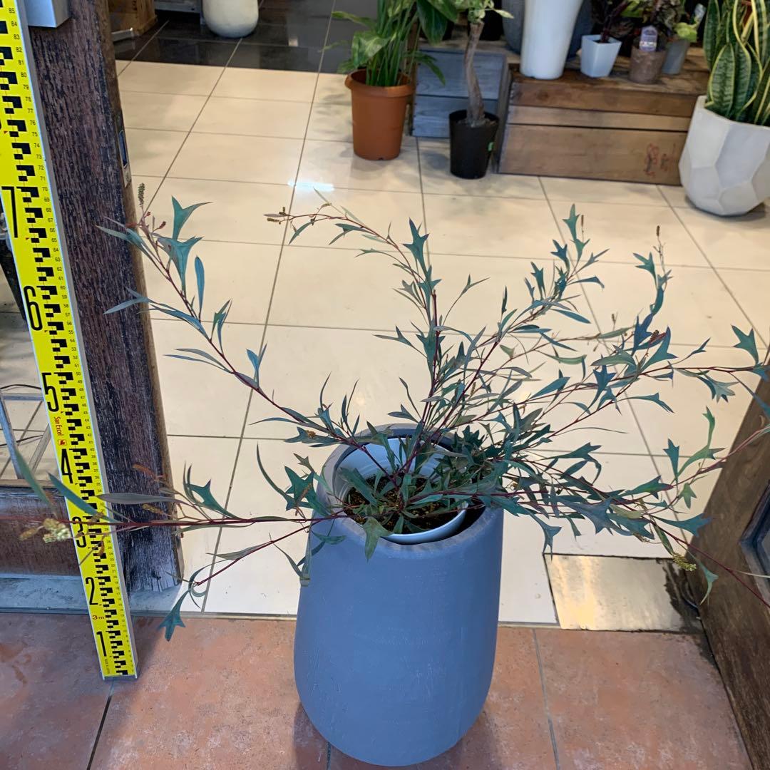 グレビレア シナフェア ファイバー鉢