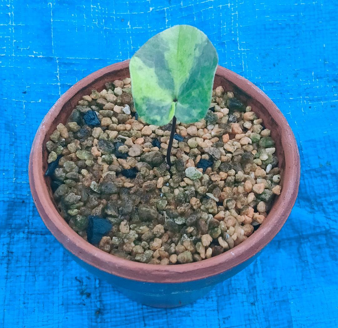 タマノカンアオイ　『来光』　カンアオイ　多摩寒葵　山野草　斑入り