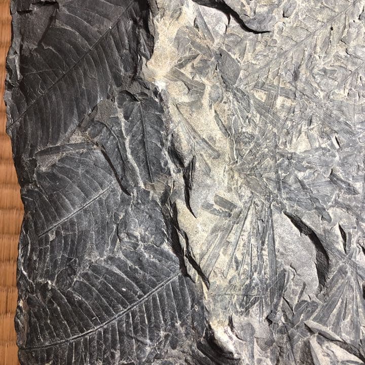 シダ類化石