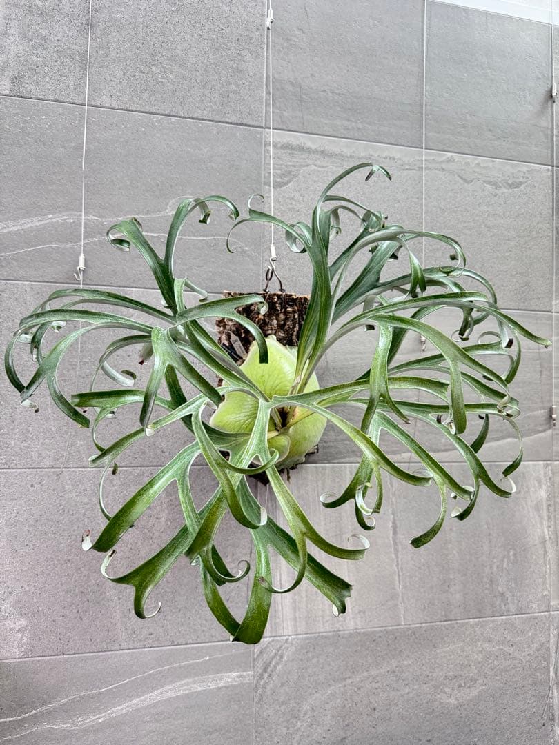 ビカクシダ　アルマダドワーフ　オリジナル　子株⑥