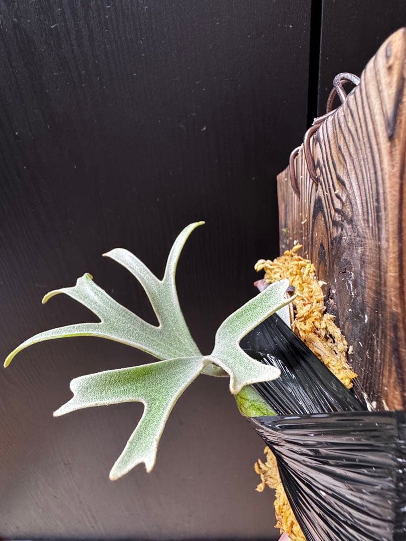 ビカクシダ　アルマダドワーフ　オリジナル　子株⑥