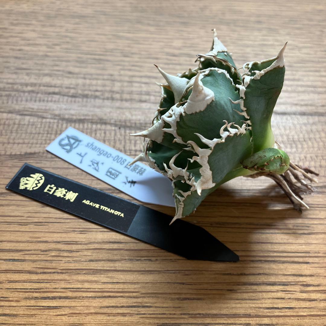 C*7様 【初売りオークション】116 超選抜　優秀　太棘　子株付き　アガベ　白