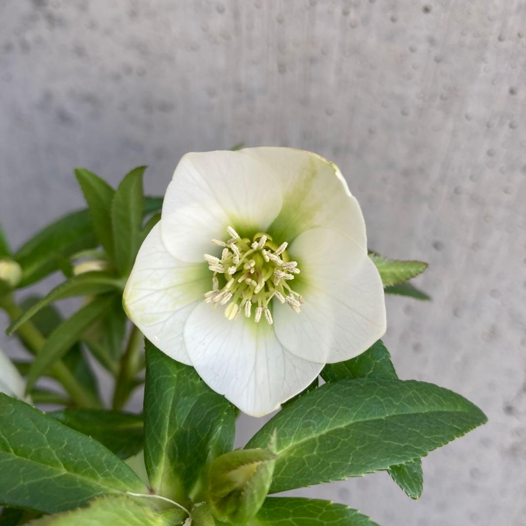 おまとめ2点　meroron＊mama様