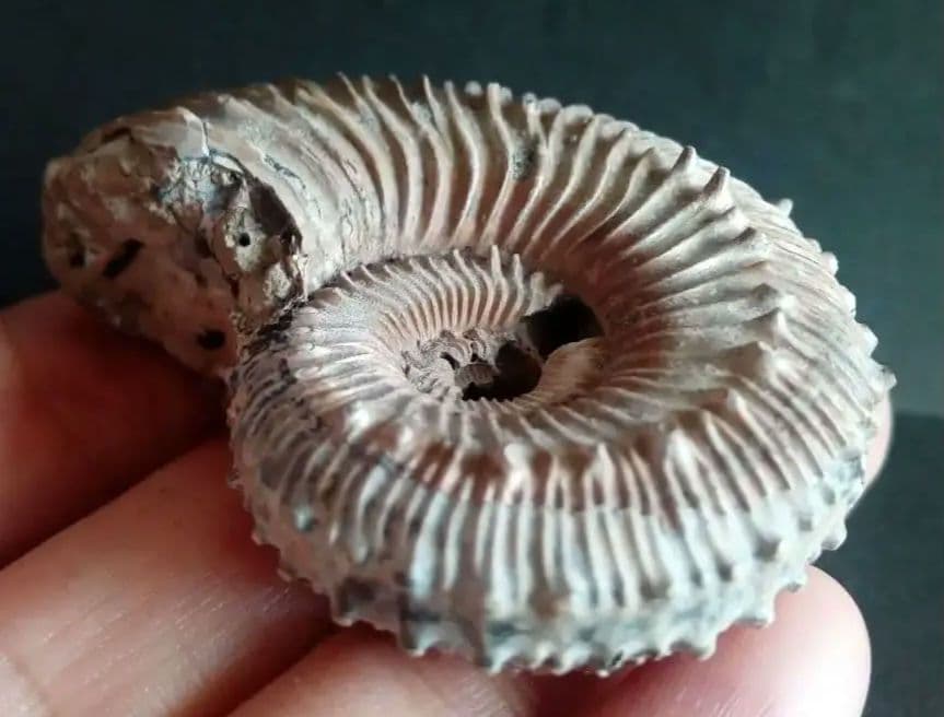 化石　パイライト　アンモナイト　棘々沢山　装飾豪華　殻付き標本　ロシア産