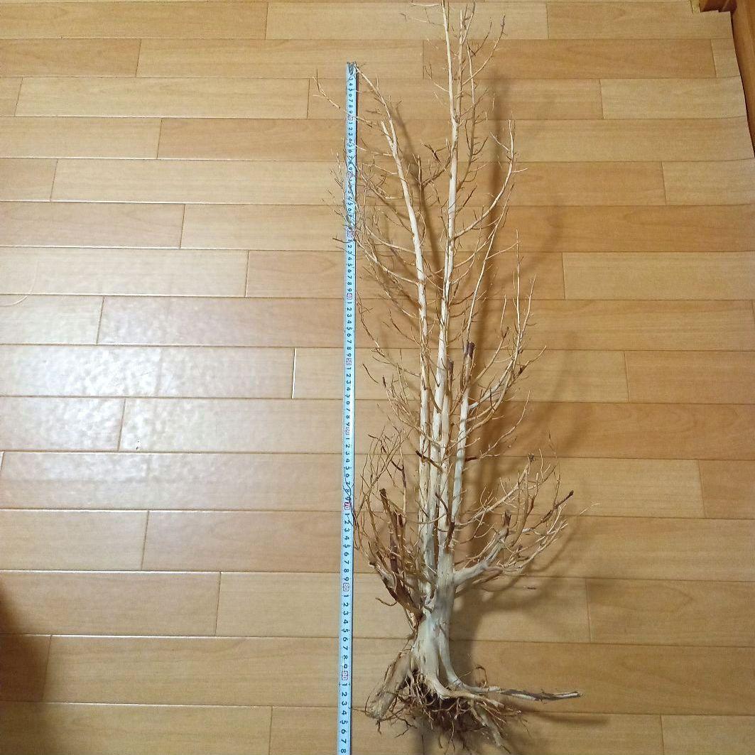 アク抜き済み流木【322】最終価格