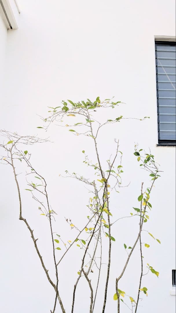 至高。山採りウメモドキ。