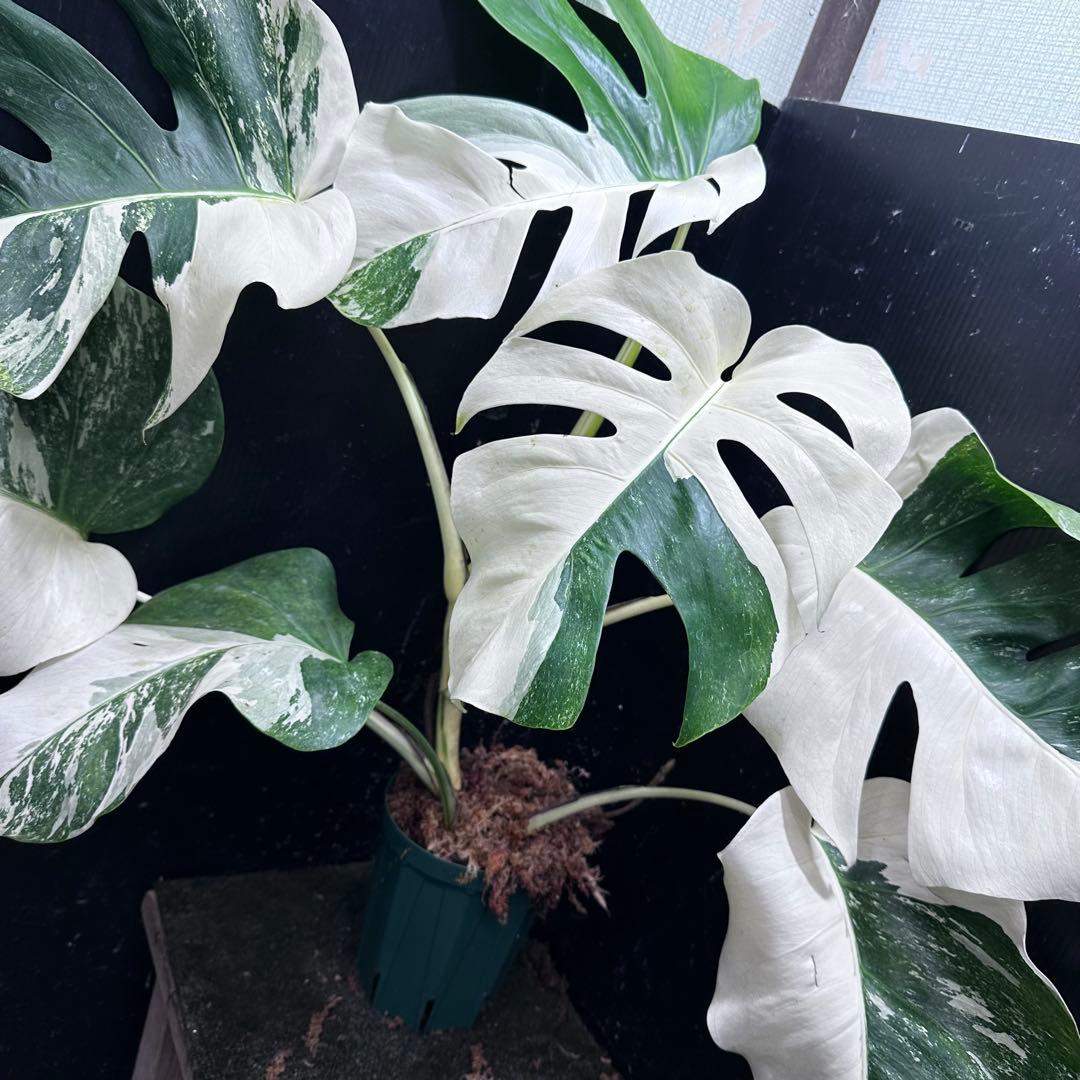 f*.様 斑入りモンステラ ホワイトタイガー極美大株74cm白斑多