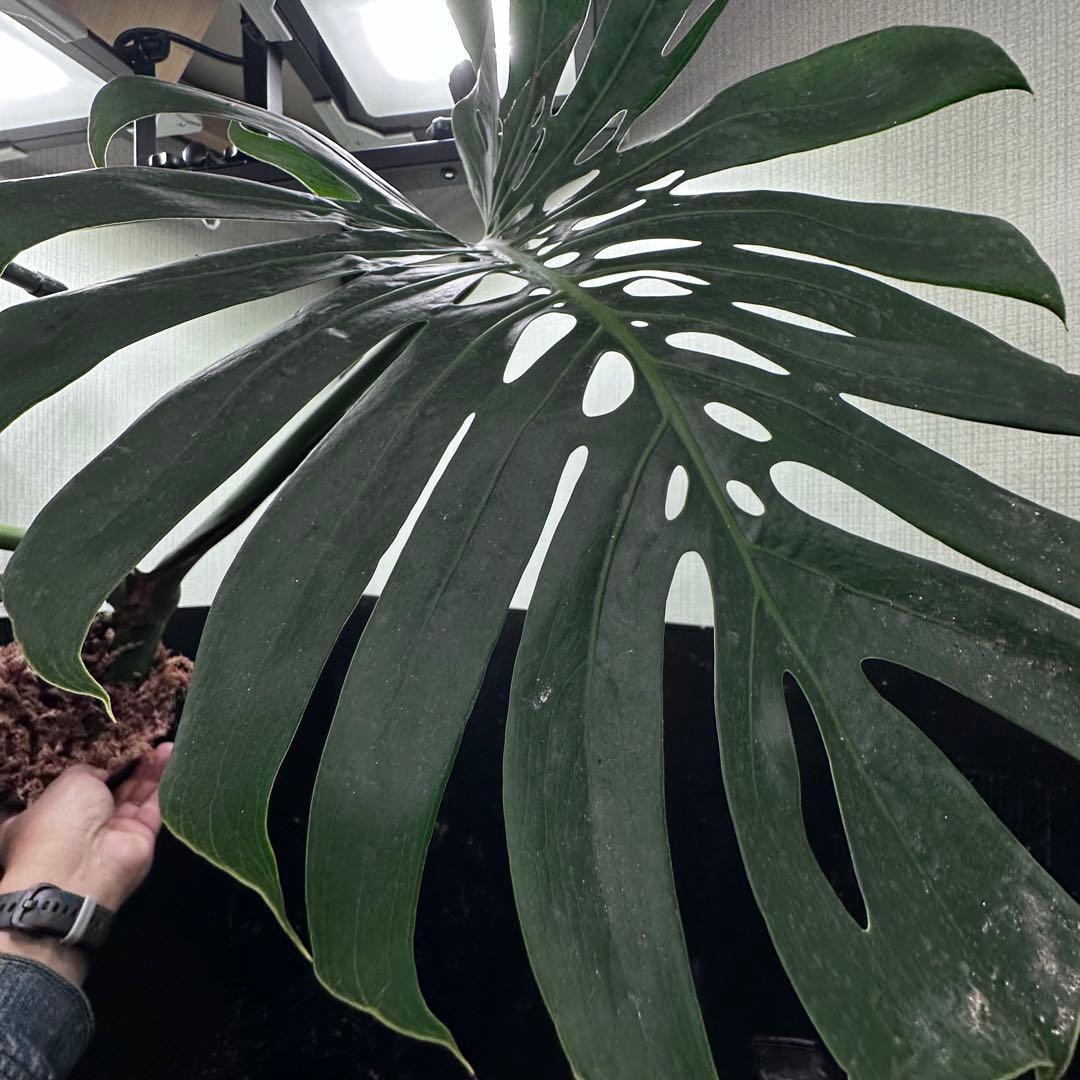 モンステラデリシオーサマクロコズム超希少系統鉢植え75㎝