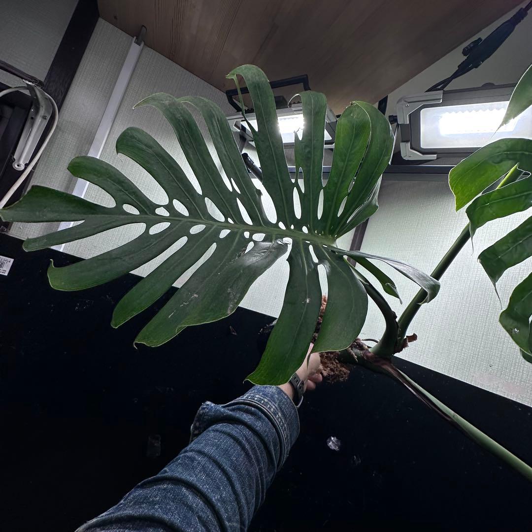 モンステラデリシオーサマクロコズム超希少系統鉢植え75㎝