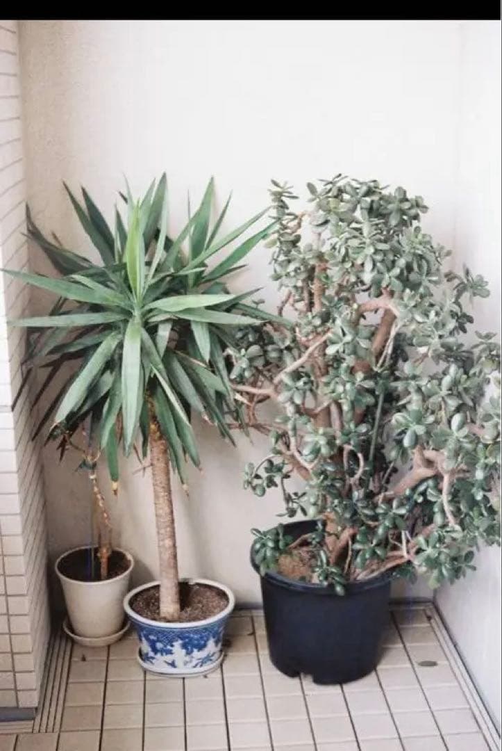 Yashica Electro 35GTN フィルムカメラ