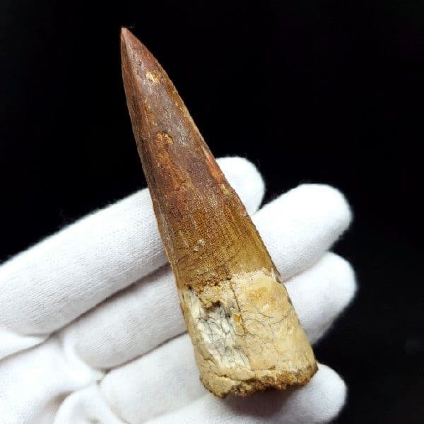 極上 スピノサウルス 本物 モロッコ産 80.75mm ケース付き  sp247