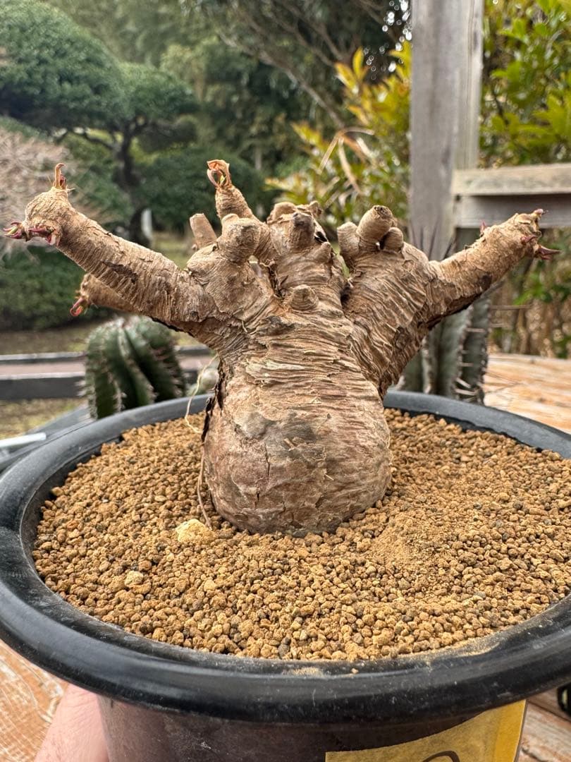 ユーフォルビア　イトレメンシス　①