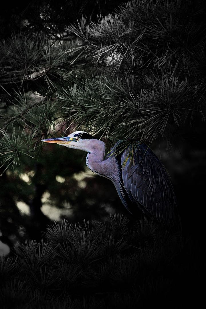 レンズ(ズーム) Canon EF70-300mm 1:4-5.6 IS USM