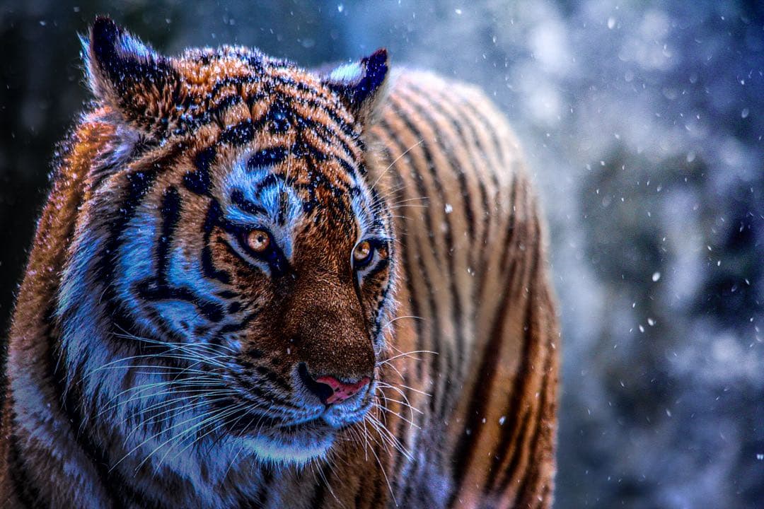 レンズ(ズーム) Canon EF70-300mm 1:4-5.6 IS USM