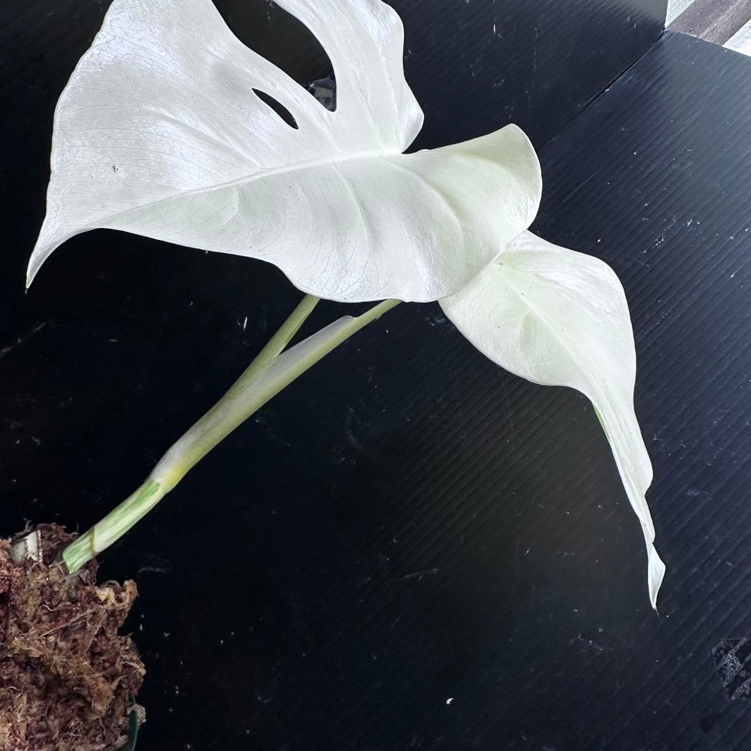マ*ン様 斑入りモンステラ極上ホワイトタイガーフルムーン4号鉢植え発根済み