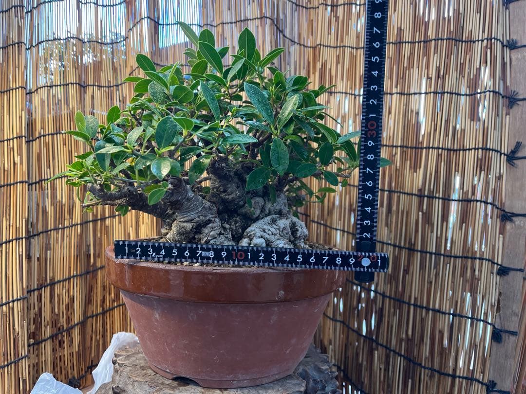 ✨✨✨superガジュマル【◎ジブリの世界】検/イボガジュマル♪セール♪