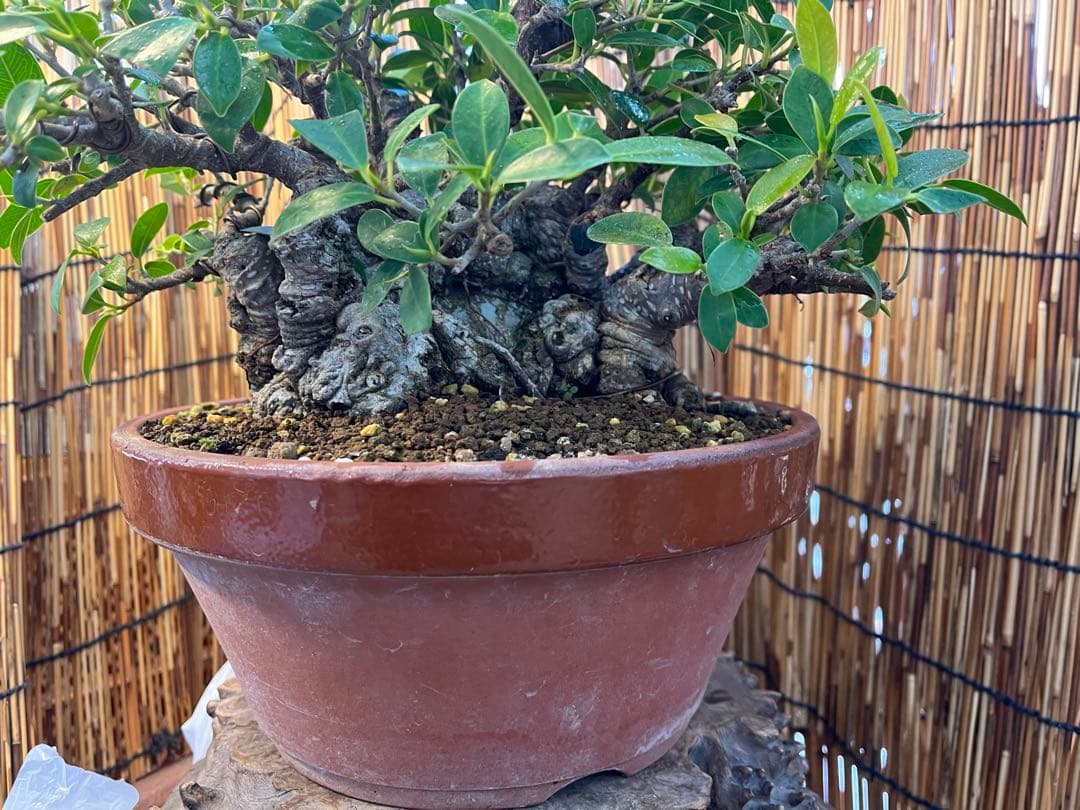 ✨✨✨superガジュマル【◎ジブリの世界】検/イボガジュマル♪セール♪