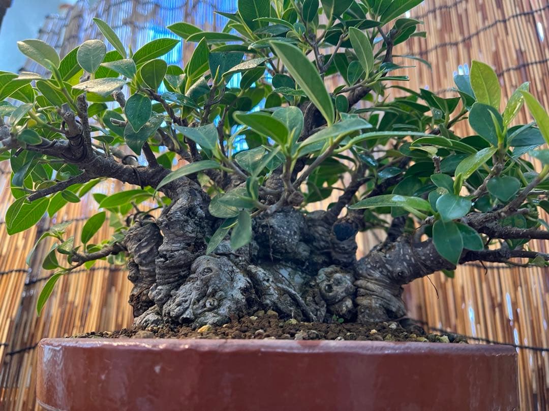 ✨✨✨superガジュマル【◎ジブリの世界】検/イボガジュマル♪セール♪