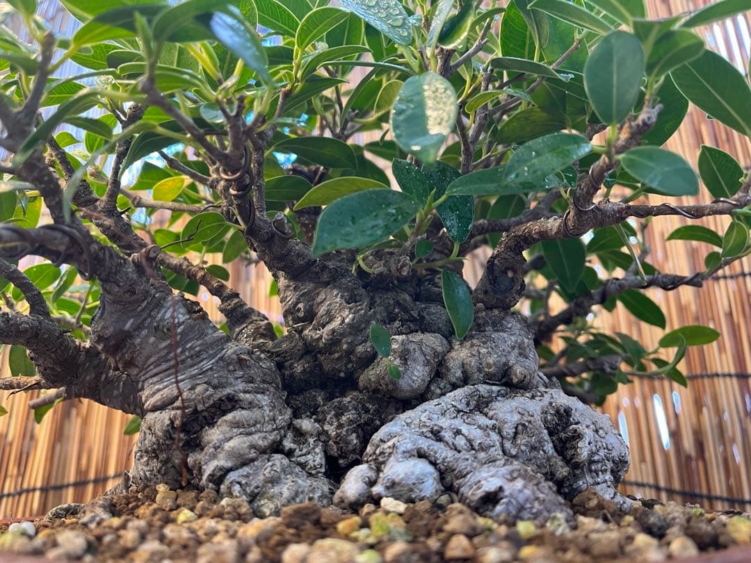 ✨✨✨superガジュマル【◎ジブリの世界】検/イボガジュマル♪セール♪