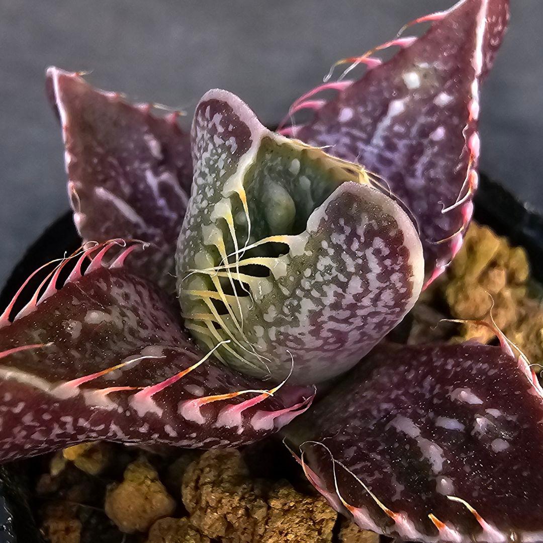 多肉植物 フォーカリア 魔獣の肉×紅蓮地獄(実生苗です)